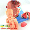 SELL 12470 Human Childbirth Delivery Procedure Anatomy Model Consists